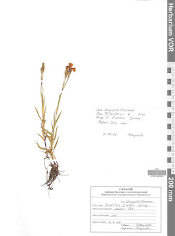 VOR 0008545
