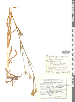 VOR 0008503