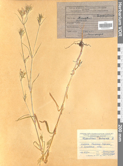 VOR 0008501