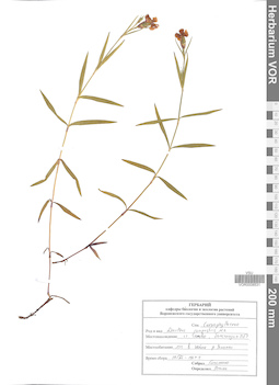 VOR 0008531