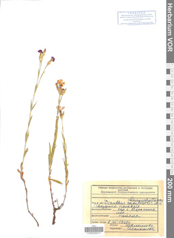 VOR 0008377