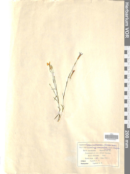 VOR 0008367