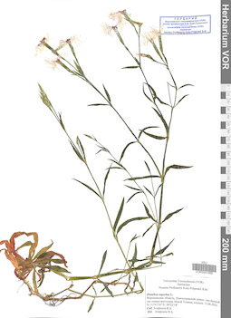 VOR 0041995