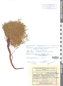 VOR 0008594