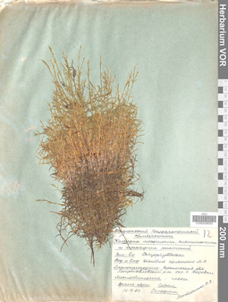 VOR 0008593