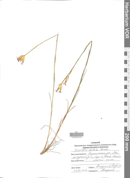 VOR 0042444