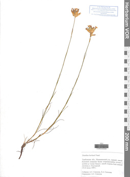 VOR 0040639