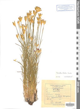 VOR 0008331