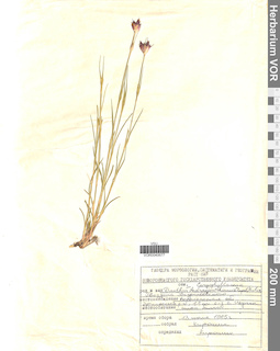 VOR 0040677