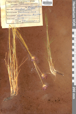 VOR 0008498