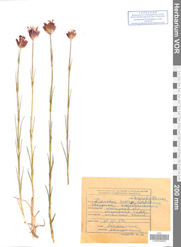 VOR 0008483