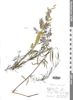 VOR 0040693
