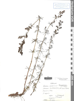 VOR 0040447