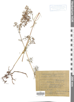 VOR 0021489