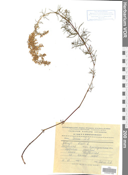 VOR 0021488