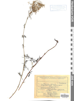 VOR 0021487