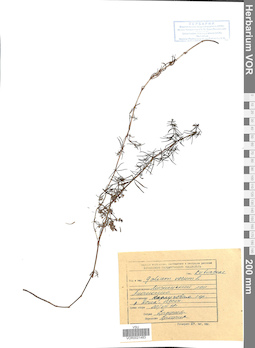 VOR 0021483