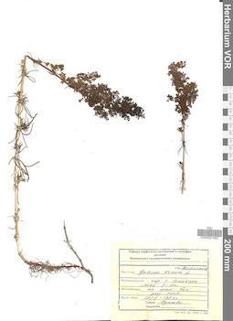 VOR 0021482