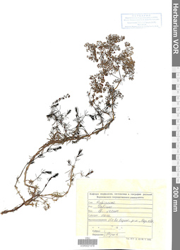 VOR 0021479