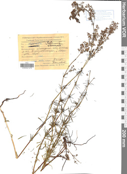 VOR 0021475