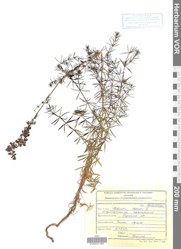 VOR 0021465