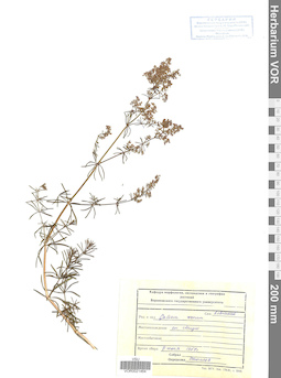 VOR 0021464