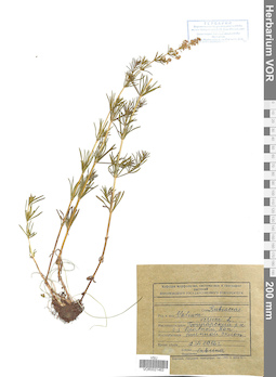 VOR 0021463