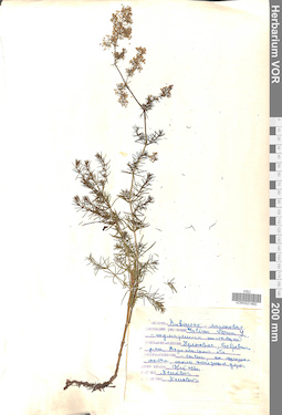VOR 0021460