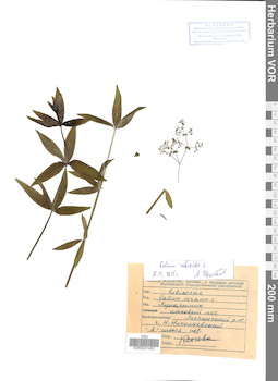 VOR 0021452