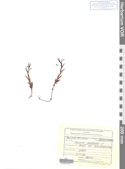 VOR 0012471