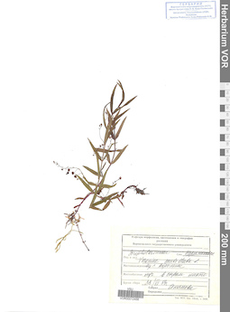 VOR 0012456