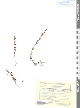VOR 0012453