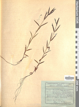 VOR 0012451