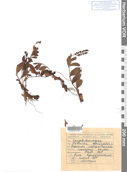 VOR 0014156