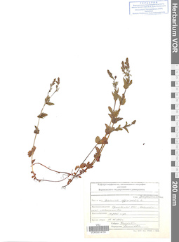 VOR 0014153