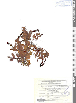 VOR 0014145
