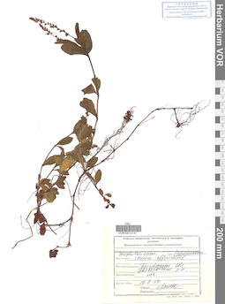 VOR 0014141