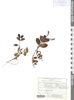 VOR 0014131