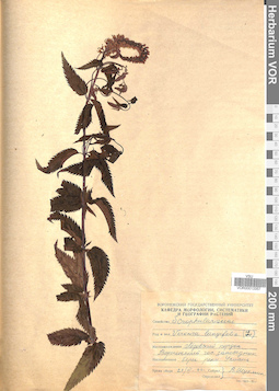 VOR 0013357