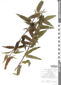VOR 0013353