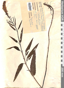VOR 0013340
