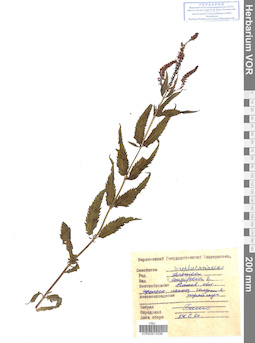VOR 0013336