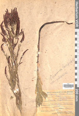 VOR 0013330