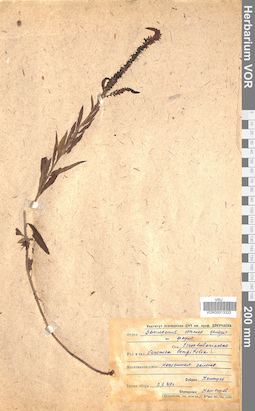 VOR 0013333