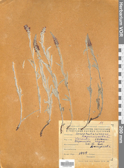 VOR 0021095