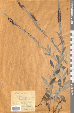 VOR 0021094