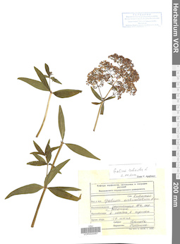 VOR 0020067
