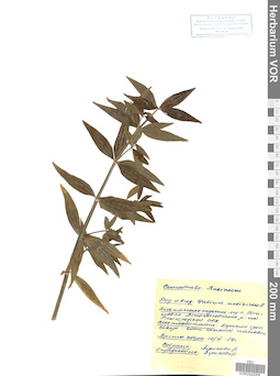 VOR 0020066