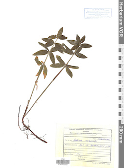 VOR 0020062