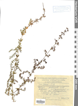 VOR 0016957